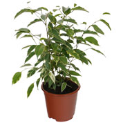 Ficus 'Golden King' - Vaso S